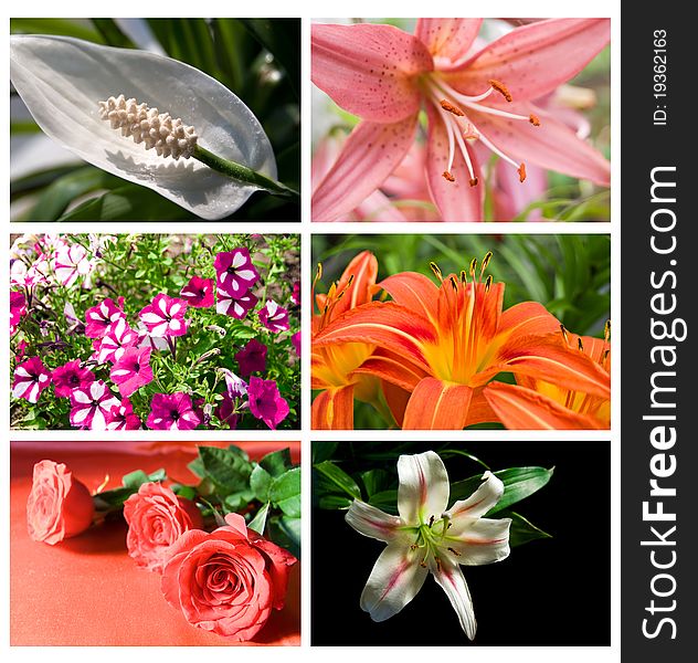 Collection different beautiful flowers rose and lily. Collection different beautiful flowers rose and lily