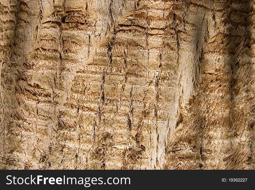 Bark of an old tree as background