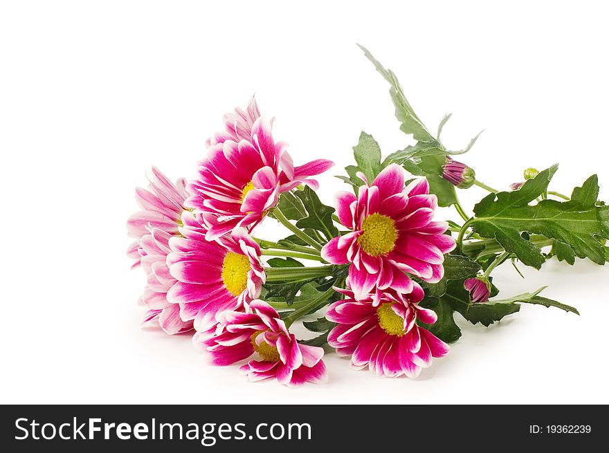 Beautiful pink chrysanthemum isolated on white background