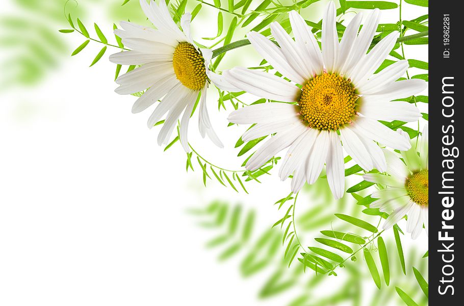 White daisywheels with green leafs white background