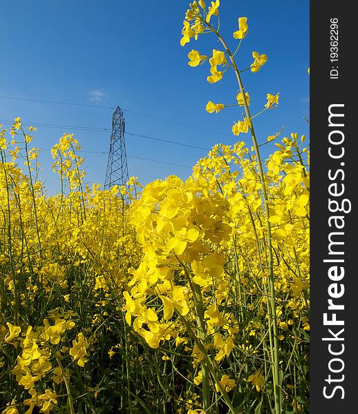 Bright yellow oilseed crop with electricity pylon in the background