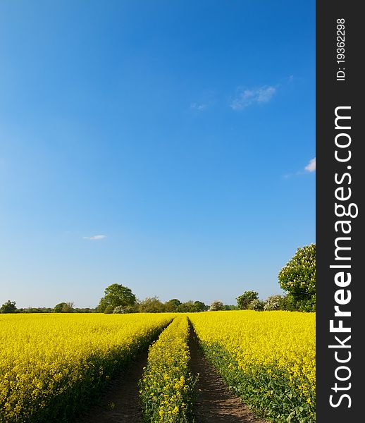 Tracks in oilseed crop leading into the distance with a bright blue sky