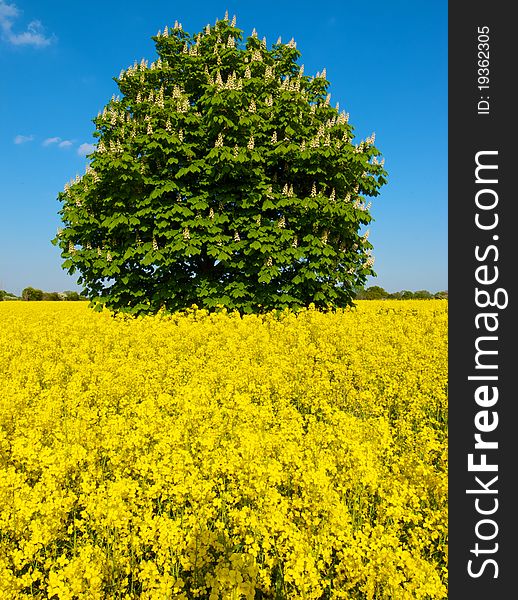 Tree in field of yellow highlighted against a bright blue sky