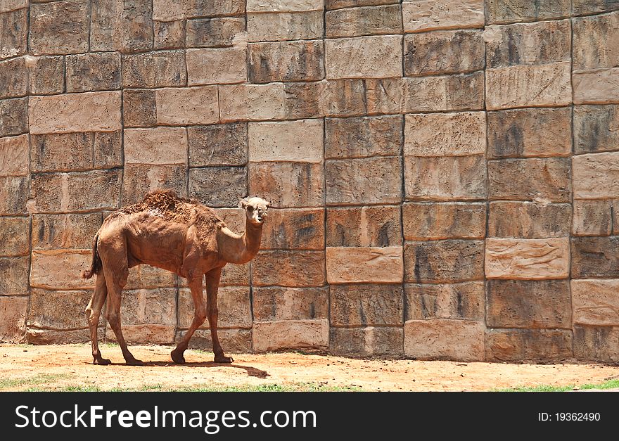 Camel at the zoo at dusit zoo bangkok