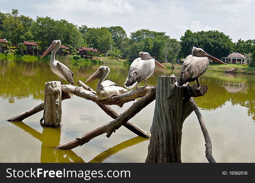 Pelican bird at the zoo on the stand