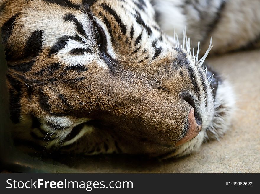 The Bengal tiger lying and resting on the ground