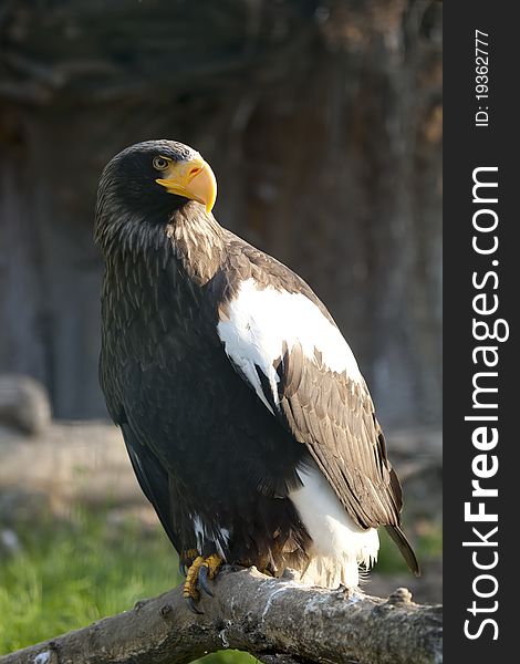 The Eastern Eagle w intent look and nature background. The Eastern Eagle w intent look and nature background