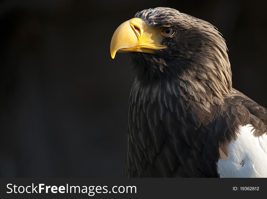 The Eastern Eagle w intent look and black background. The Eastern Eagle w intent look and black background