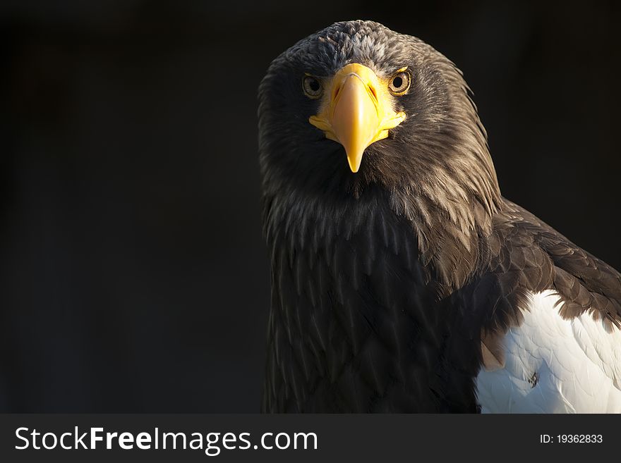 The Eastern Eagle w intent look and black background. The Eastern Eagle w intent look and black background