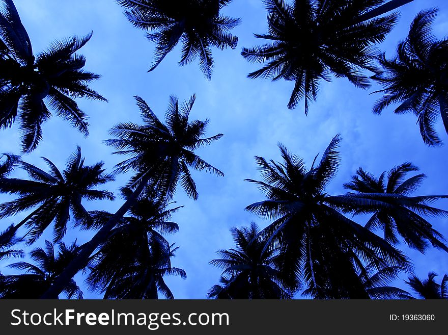 Coconut Trees On The Beach, Southern Thailand