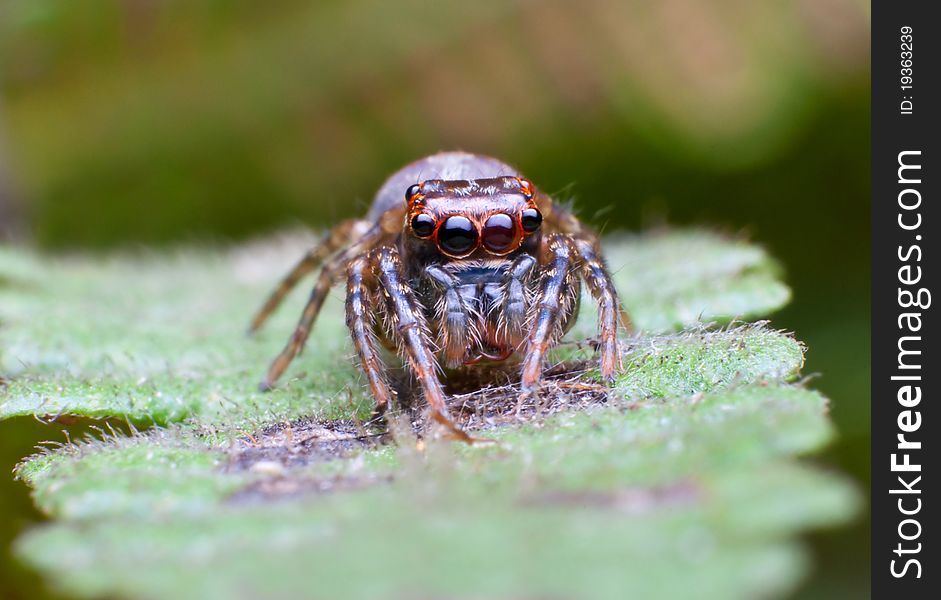 Jumper Spider