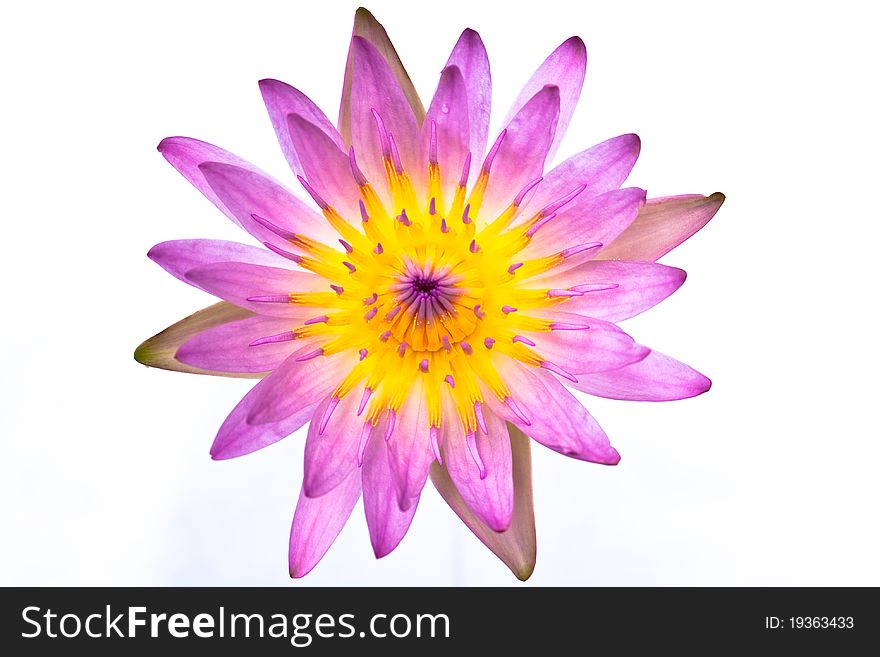 The macro of lotus flower on white background