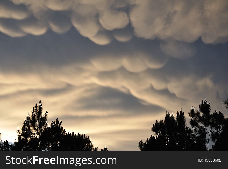 Clouds rolling over the Florida pine trees just before a storm. Clouds rolling over the Florida pine trees just before a storm.