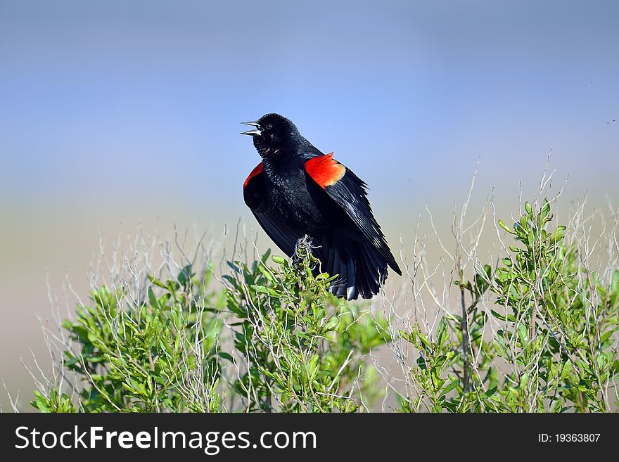 Red-winged Black Bird singing along the shoreline.