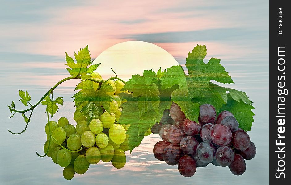Grapes in front of a sunset. Grapes in front of a sunset