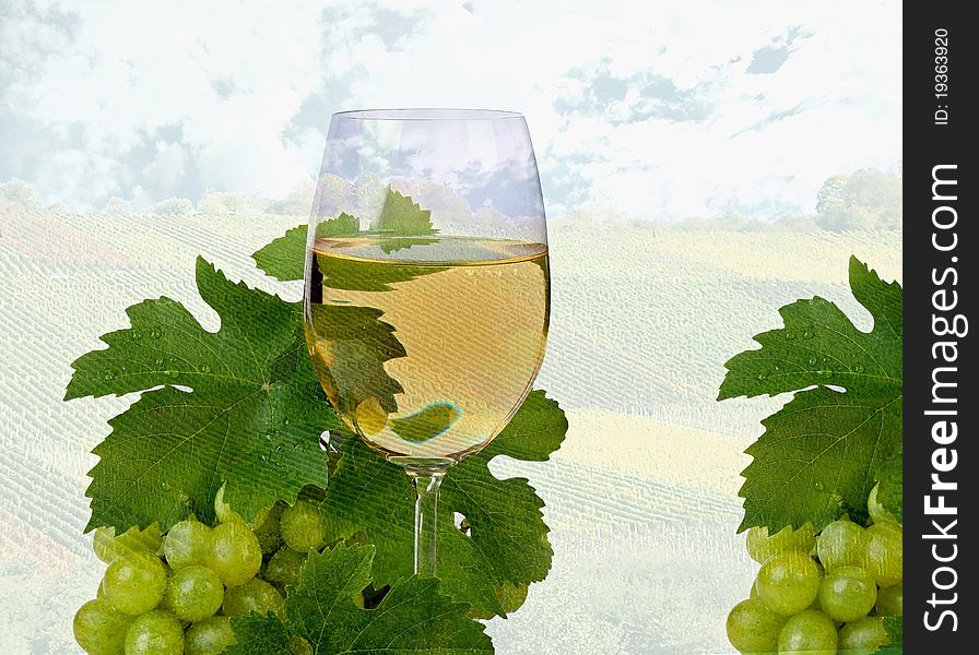 White wine grapes and vineyards