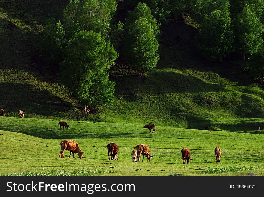 Cows eating at a Grass land in Xinjiang, China