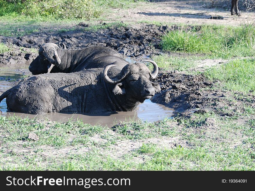 African buffalos in the mud in Londolozi game park