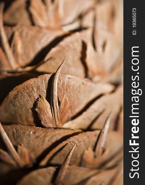 Macro photo of a detail of a pine cone