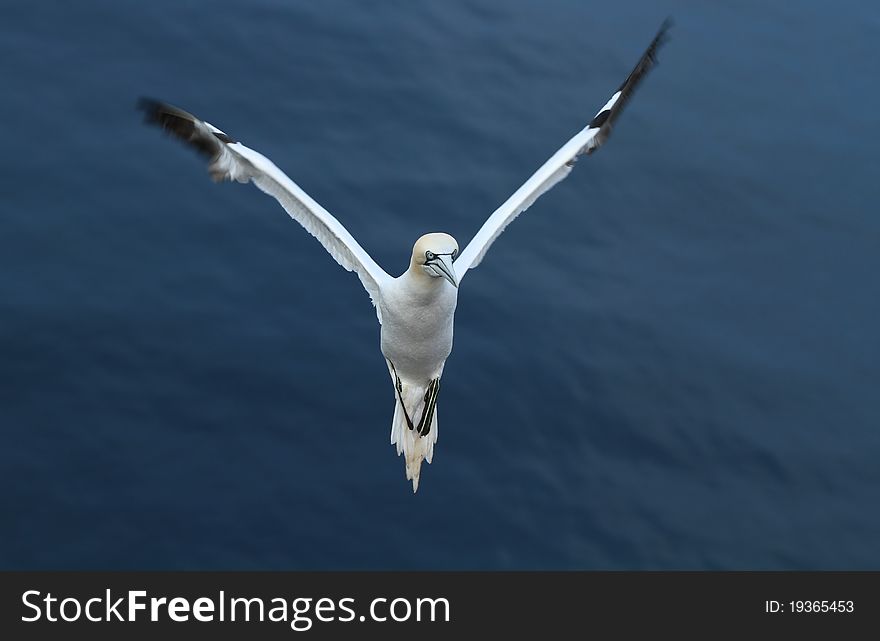 Graceful northern white gannet flying. Graceful northern white gannet flying