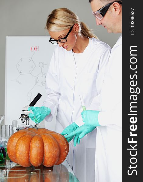 Scientist conducting genetic experiment with pumpkin. Scientist conducting genetic experiment with pumpkin