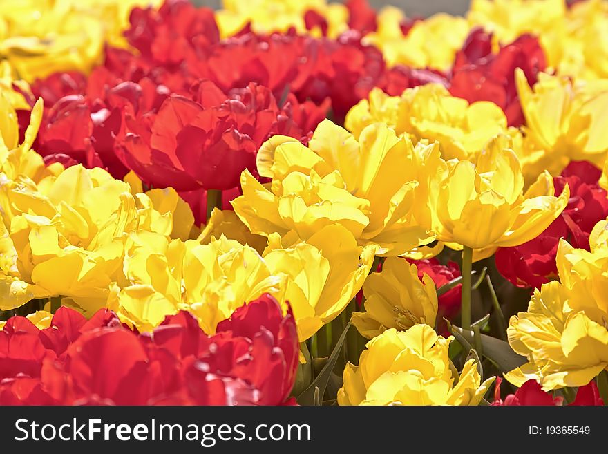 Group beauty red and yellow tulips bloomidg outdoor on a garden