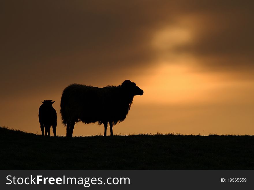 Silhouette of two sheep during sunrise