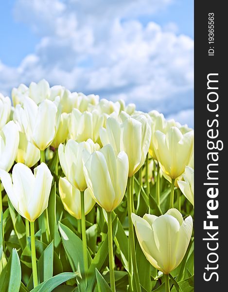 Group beauty white tulips bloomidg outdoor on a garden