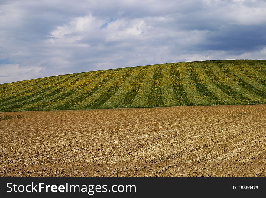 Spring Field in Central Slovakia