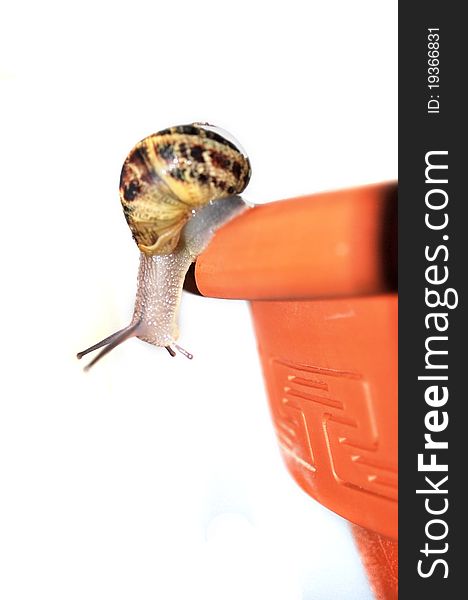 Curious snail on the edge of the vase