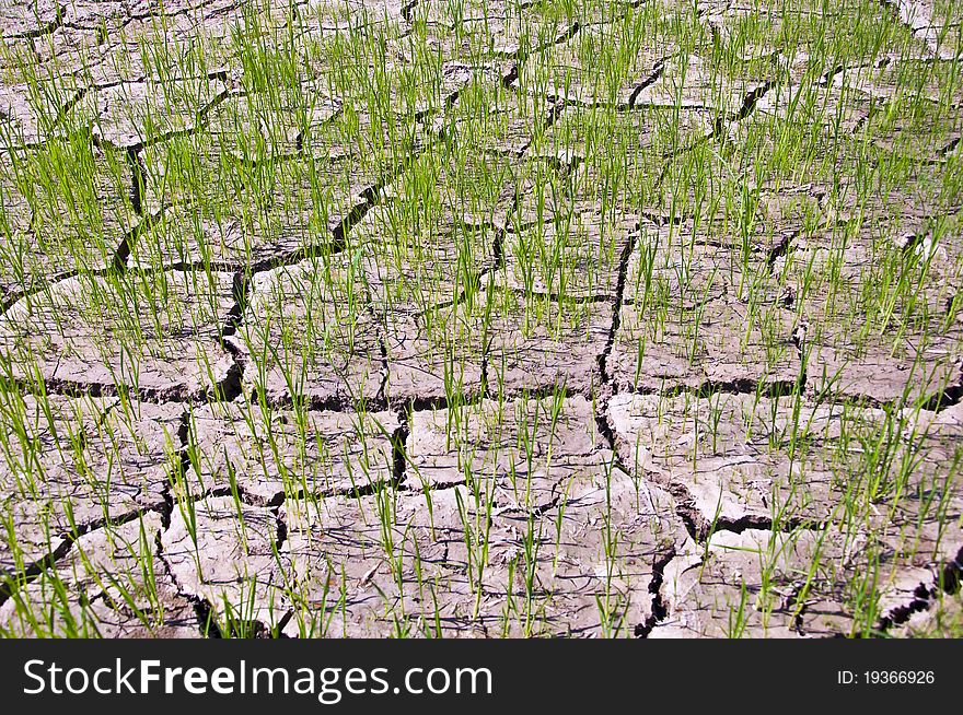 Rice sprouts in the ground dry.