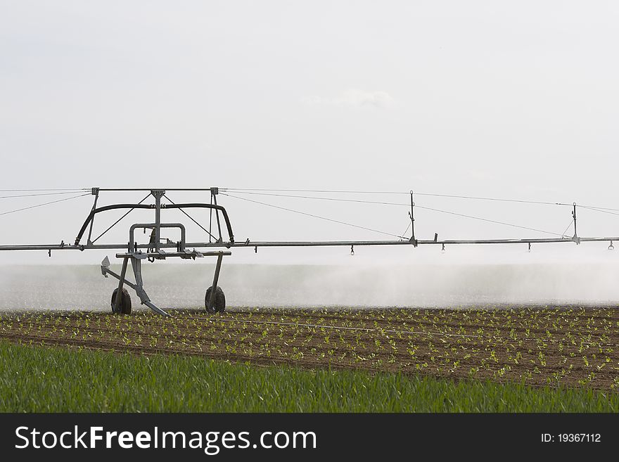 Spray irrigation system on a field of collard