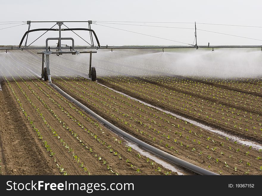 Spray irrigation system on a field of collard. Spray irrigation system on a field of collard