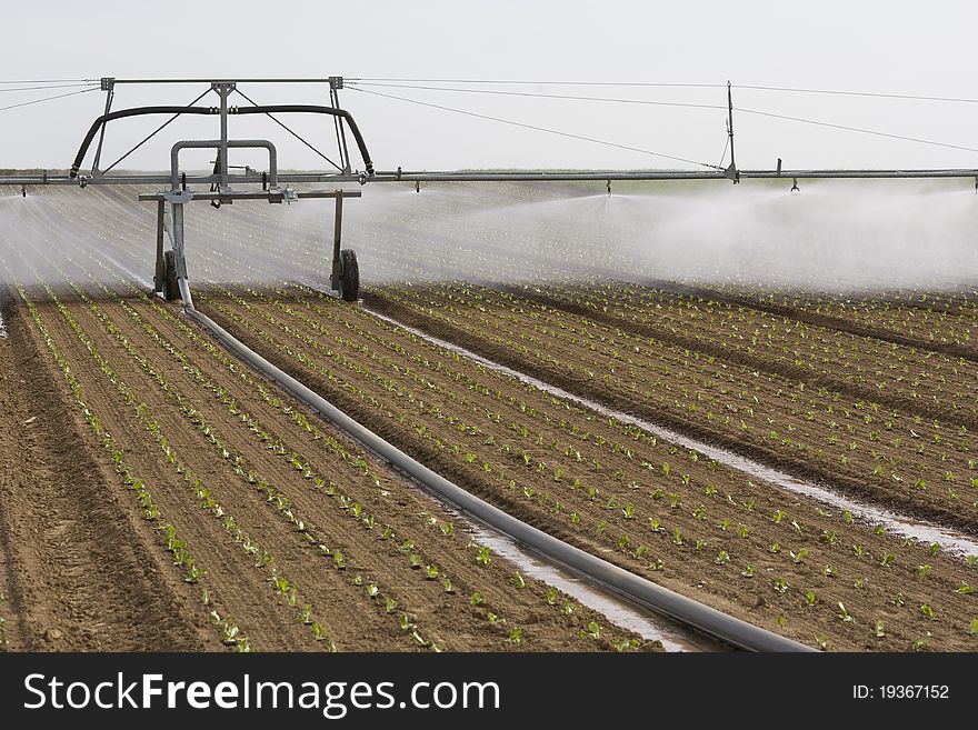 Sprinkler Irrigation