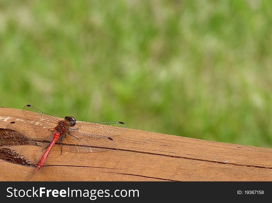 Dragonfly on the log in suny day