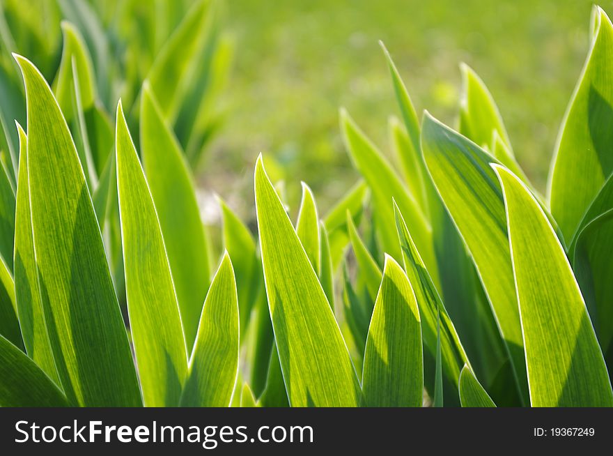 Green Leaf