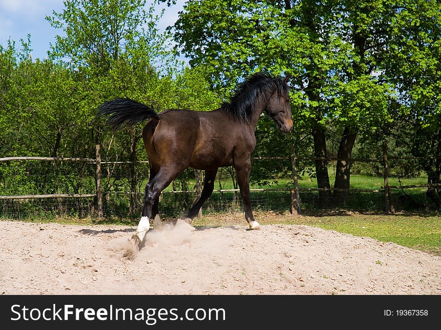 Brown horse in jump