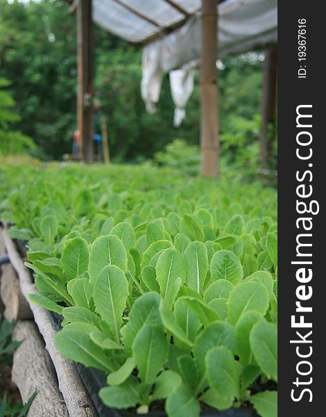 Cabbage and green vegetable collection isolated organic. Cabbage and green vegetable collection isolated organic