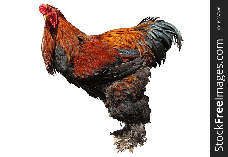 Adult cockerel on a white background (side view)