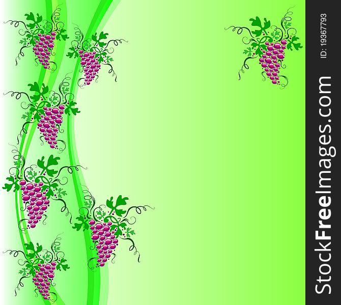 Bunches of red grapes hanging on the vine. Vector background of green. Bunches of red grapes hanging on the vine. Vector background of green.