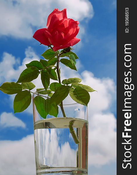 Roses In A Clear Glass