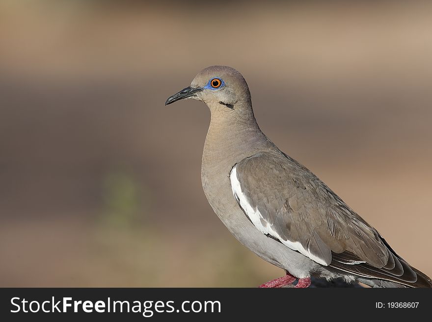 White-winged Dove (Zenaida asiatica mearnsi) in Arizona