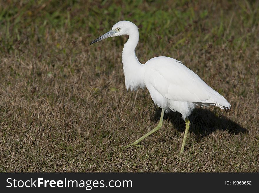 Little Blue Heron (Egretta caerulea)