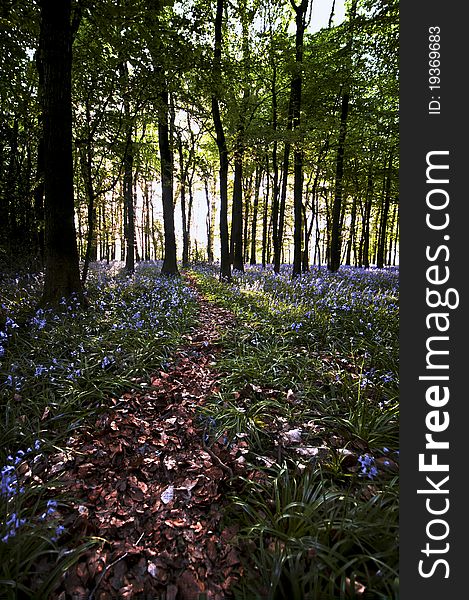 Leaf pathway through a wood full of flowering bluebells. Leaf pathway through a wood full of flowering bluebells