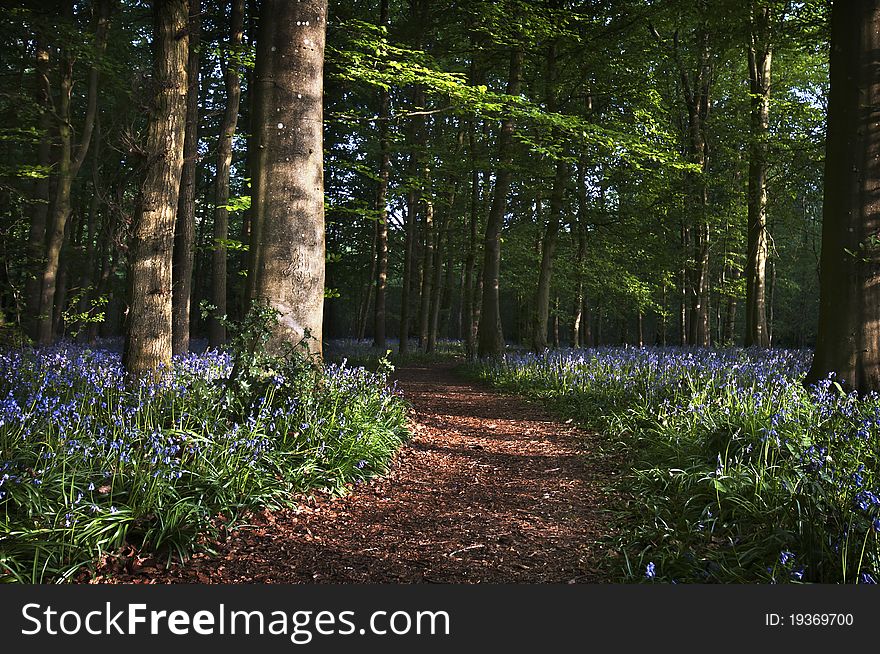 Bluebell wood pathway