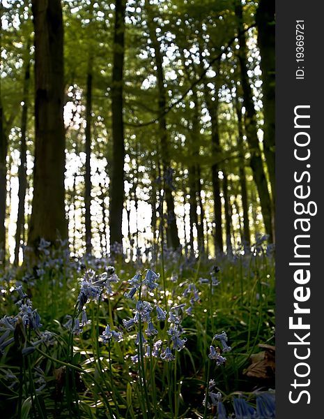 Flowering bluebells covering the forest floor. Flowering bluebells covering the forest floor