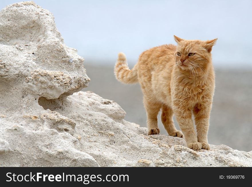Big cat stands on the cliff by the sea