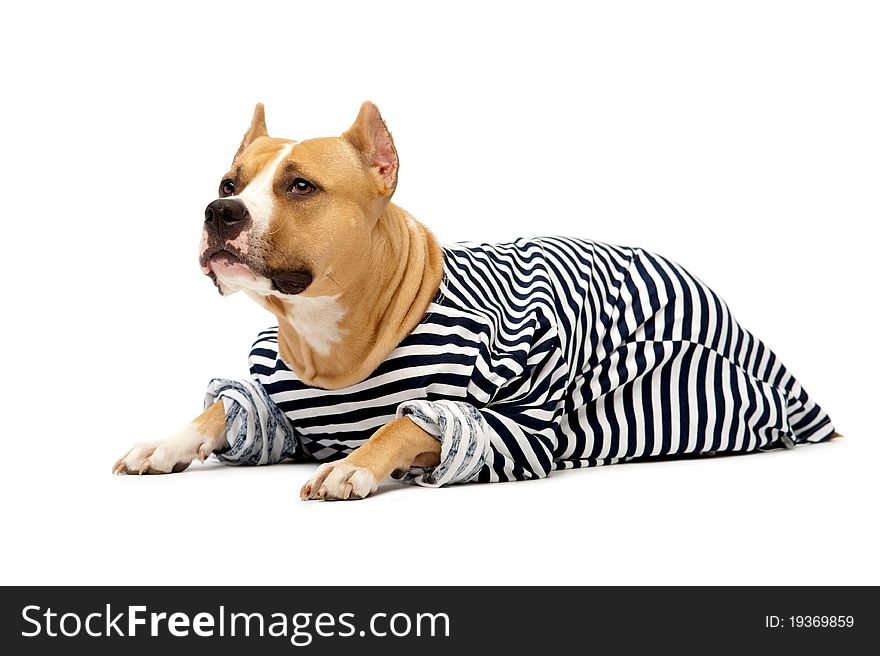 Dog in the form of a sailor on the isolated background