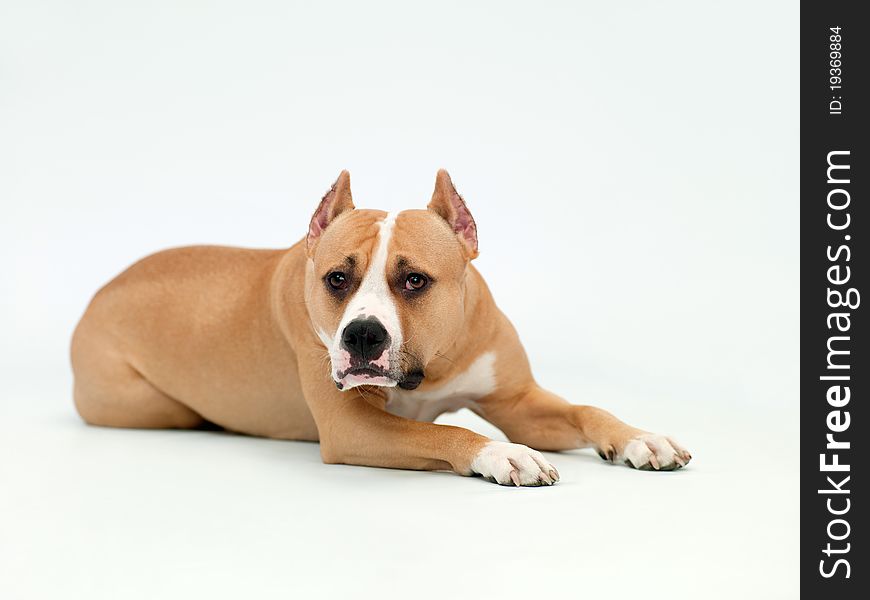 Dog lies on a light background