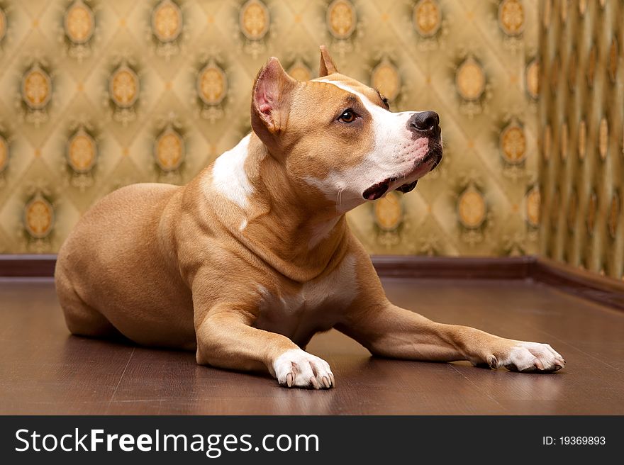 Dog lying on the floor near the wall in the apartment